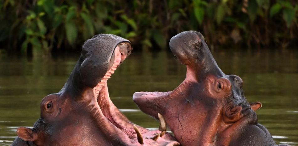 Colombia no longer knows what to do with Pablo Escobar’s hippos