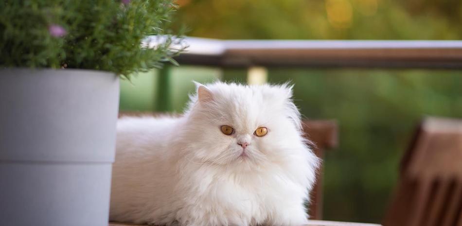 19 fabulosos gatos que cuestan una fortuna, TENDENCIAS