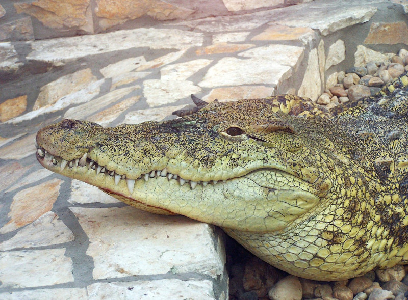 M S De Cocodrilos Escapan De Una Granja En China Tras Lluvias