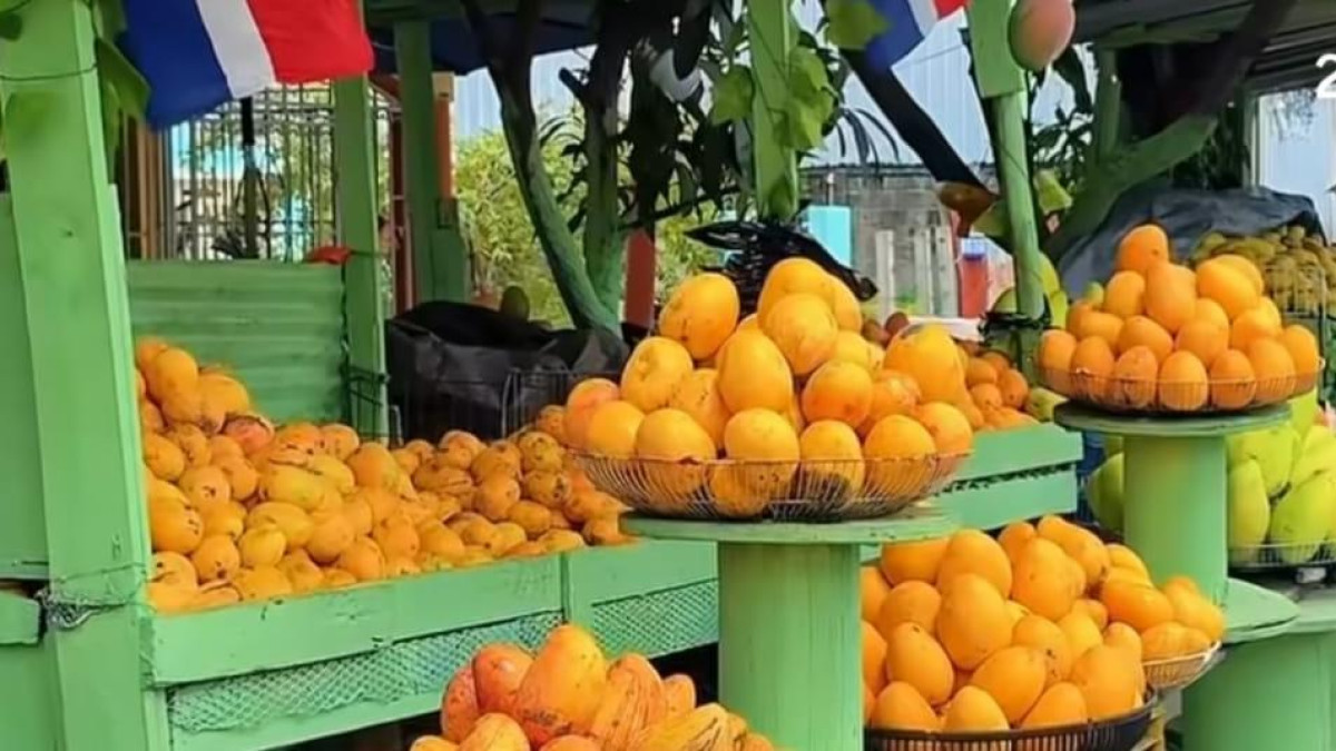 Expomango 2026 en Baní: variedades de mango tropical