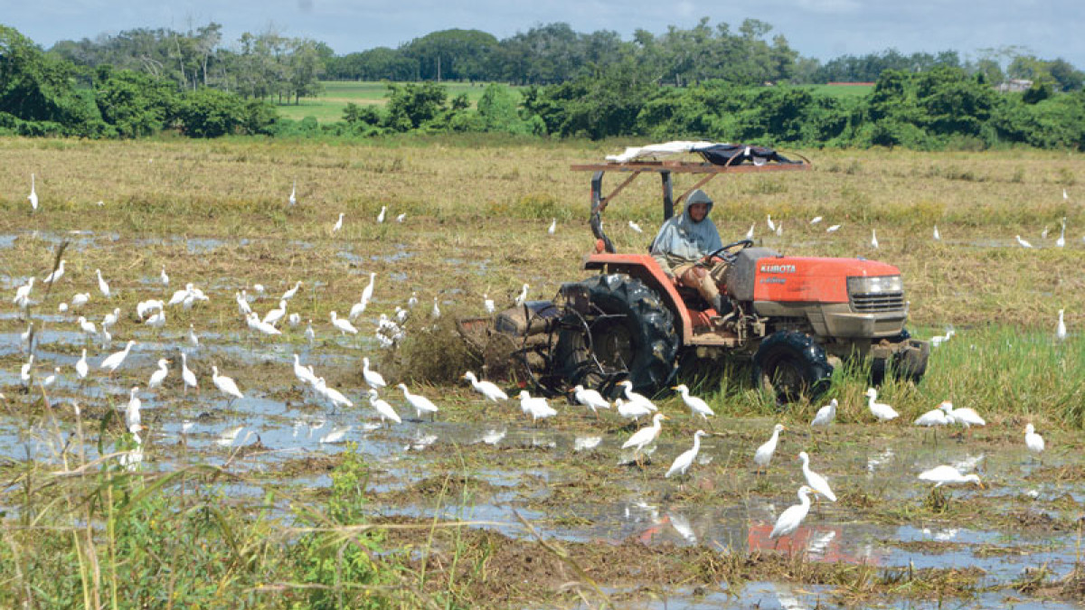 Sistema Digital Agropecuario en República Dominicana