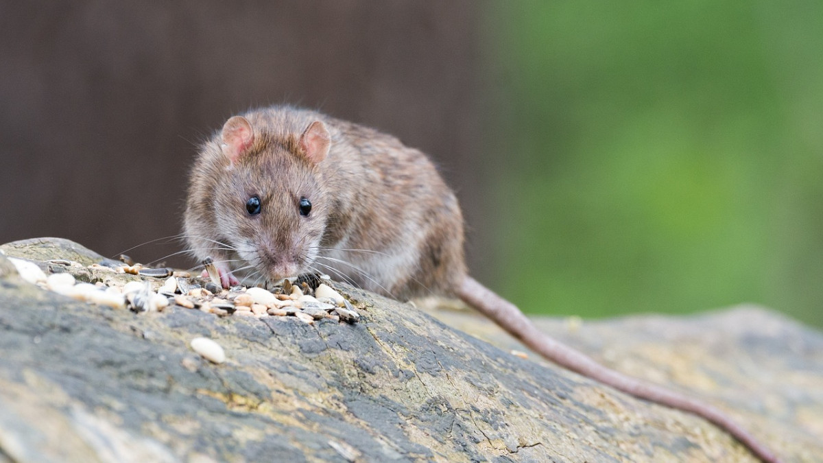 Rata En La Trampa Para Ratones De La Jaula, El Ratón Encuentra Una Manera  De Salir Del Confinamiento, Atrapar Y Eliminar Roedores Que Causan Suciedad  Y Pueden Ser Portadores De Enfermedades, Los