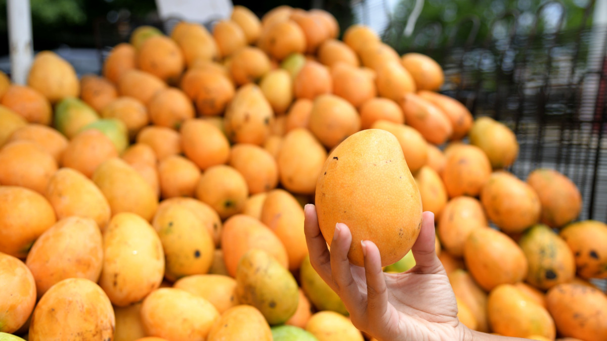 Mosca Caribeña afecta exportación de mango dominicano
