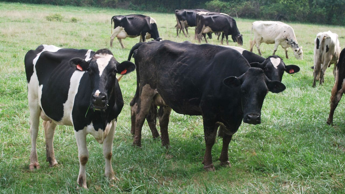 Ganadería en La Altagracia: producción de carne y leche