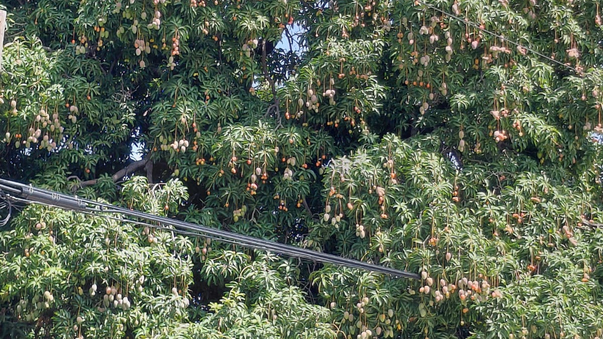 Suspensión de mangos en RD afecta exportaciones