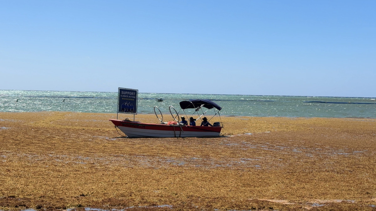 Sargazo en Dominicana afectando las costas en 2025.