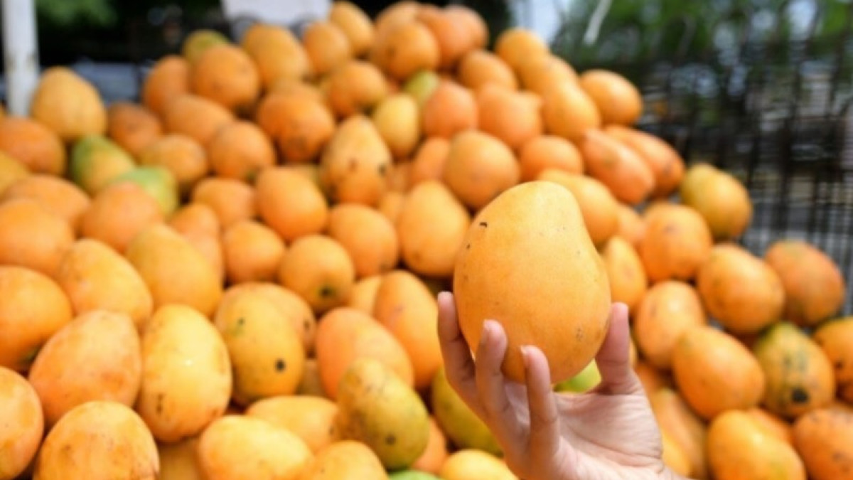 Problemas en exportaciones de mangos dominicanos