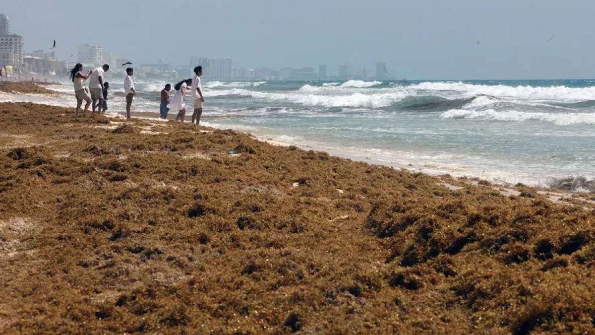 Sargazo en RD: Oportunidad económica en el turismo