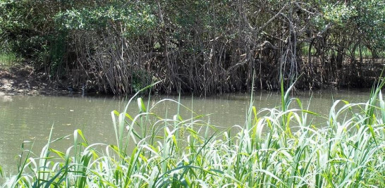En la imagen,  manglares próximo a la desembocadura del río Sosúa, en Puerto Plata.  Las malas prácticas de manejo de residuos sólidos por comunitarios y hoteles () conllevan a la contaminación y sedimentación del agua en estuarios y/o playas con manglares costeros, dice Capella. Yaniris López
