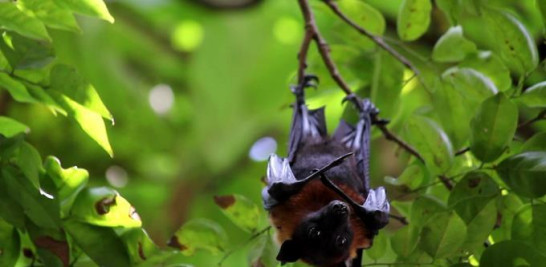 Los murciélagos representan más del 60% de la fauna nativa de mamíferos de la región/ Getty images