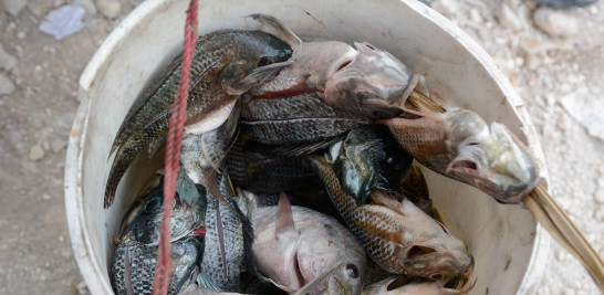 Las biejacas pescadas en el lago Azuey.