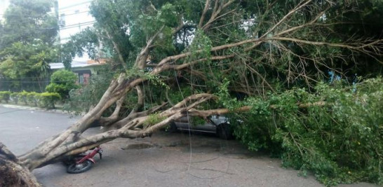 Este árbol fue derribado por los fuertes vientos en el sector de Invivienda en Santo Domingo Este.