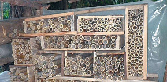 Preservación. Nichos de nidos de los abejorros Xylocopa, creados para aumentar su producción y población para utilizarlo como agente polinizador.