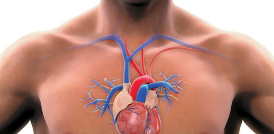 Incidencia. Las enfermedades cardiovasculares afectan a más del 30% de la población mundial.