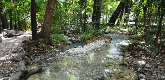 Se han contabilizado 48 norias o pozas en el bosque de Las Barías que brotan del subsuelo.