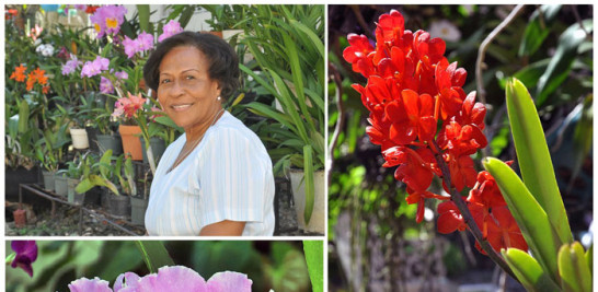 Las favoritas de Yolanda Paniagua, que cultiva orquídeas desde hace 20 años, son las Cattleyas y las Vandas.