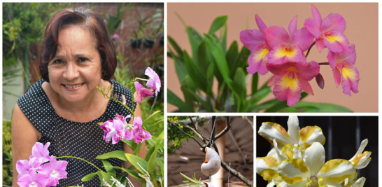 Rossy Contreras cultiva orquídeas desde hace 15 años en todos los ambientes y recipientes, incluyendo conchas de caracol.