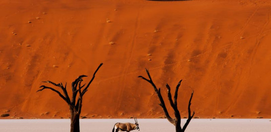 Un órice de El Cabo (gacela órice, pasán o gemsbok) recorre el arenal de Sossusvlei.