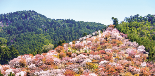 Cuántos hay? Más de 30,000 plantas de cerezo pueblan las montañas de Yoshino, en Nara. Las agrupaciones de cerezos en determinados puntos de la montaña y a diferentes altitudes se denominan senbon y permiten que el espectáculo dure varias semanas.