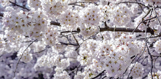 Ver los pétalos de los cerezos caer La lluvia de estas flores simbolizan para los japoneses la vida, lo efímero de la existencia humana y lo hermoso de la naturaleza.