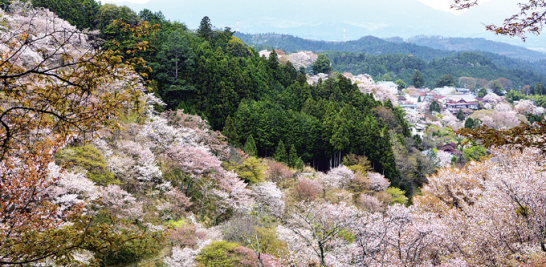 Turismo y religión
La conservación de sus templos religiosos y la belleza de los cerezos en flor hacen de Nara una de los principales atractivos religiosos
y turísticos de Japón.