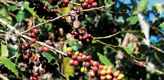 El café Valdesia, producido en San Cristóbal, Peravia y San José de Ocoa, fue reconocido por la Comisión Europea.