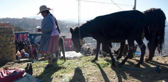 En imagen del 15 de mayo de 2016, Josefina Escobar carga un vaso de leche de burra mientras ella y su burra caminan en busca de compradores en El Alto, Bolivia. Las mujeres aymara como Escobar colocan a sus animales en una esquina de la calle y se ponen a ordeñar para sus clientes habituales en un barrio de la ciudad. (AP Foto/Juan Karita)