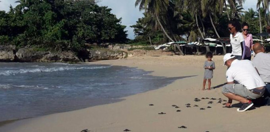 El Ministerio de Medio Ambiente liberó simultáneamente a 149 tortuguillas de la especie Tinglar en cuatro playas del país para conservar y proteger la especie y garantizar su reproducción durante esta temporada de anidamiento.