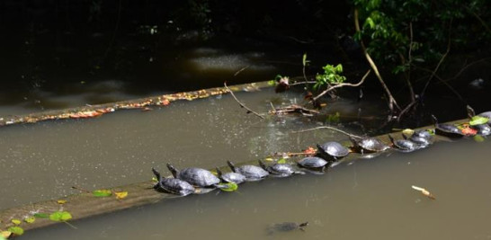 Los botes en la Gran Cañada entraron en desuso para finales de los 80 debido a la contaminación del afluente.  Las tortugas embellecen el entorno. Glauco Moquete