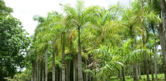 Flora. En el Botánico crecen unas 800 especies de plantas registradas y cultivadas. Incluyendo el área virgen de la reserva y la maleza, la cifra podría alcanzar entre 1,800 y 2,000 especies en todo el parque, dice García.  Las más comunes son las palmas real. Glauco Moquete