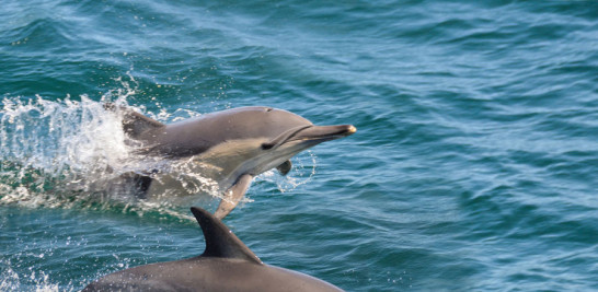 Delfines: Para el año 2006 se registró la presencia del delfín manchado pantropical al igual que en 2011 la del delfín manchado del Atlántico.
