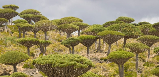 El endémico árbol de dragón (Dracaena cinnabari) es un símbolo de la isla de Socotra.