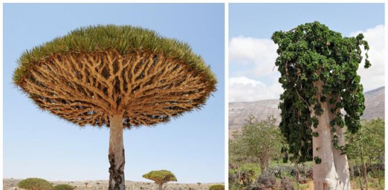 Ejemplares de Dracaena cinnabari (árbol de gragón) y Dendrosicyos socotrana (flor de pepino). El árbol de pepino es la única especie en las cucurbitáceas que crece en forma de árbol.