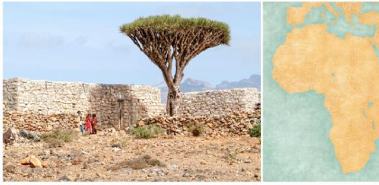 Unos niños posan en las viviendas tradicionales de la isla de Socotra. Esta isla abarca casi el 95% del archipiélago. Mide 3,665 kilómetros cuadrados.