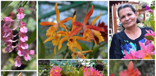 Para doña Ángeles Martínez, todas las orquídeas son bellas. Tiene miles. No las cuenta para no someterlas a ese estrés.  Yaniris López