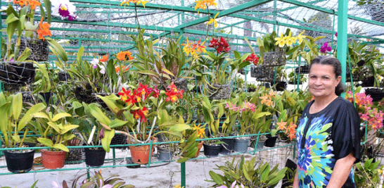El patio de Ángeles. Toda una inspiración para quienes se dedican al cultivo de orquídeas.   Yaniris López