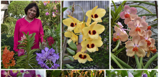 Doña Blachi de Mena se dedica desde 1998 al cultivo de orquídeas. Estos saludables ejemplares son su orgullo.   Yaniris López