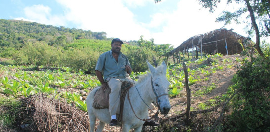 El conuco de Antonio Cruz se encuentra en Las Aromas y desde allí el agricultor
pide el apoyo del gobierno dominicano.