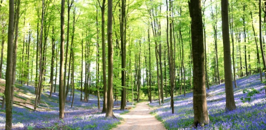 El bosque está ubicado a unos 19 kilómetros al sur de Bruselas.