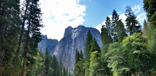 Hay tres bosques de sequoias gigantes (Sequoiadendron giganteum) en Yosemite, una especie característica del parque. Algunos ejemplares pasan los mil años. Son muy famosas porque pueden resistir el fuego