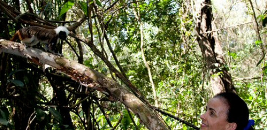 Fotografía sin fechar cedida hoy, sábado 15 de julio de 2017, por la Fundación Tití Cabeciblanco, de la directora de la Fundación, Rosamira Guillén, mientras observa un mono tití en la reserva natural situada en el municipio de Santa Catalina, en el departamento de Bolívar (Colombia).
