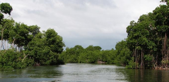 LOS HAITISES. El manglar de Caño Hondo, frente a la bahía de San Lorenzo, en el Parque Nacional Los Haitises. En República Dominicana crecen cuatro tipos de manglares: blanco, rojo, negro y botón. Yaniris López/LD