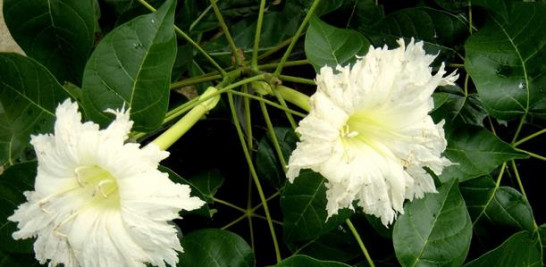 Ekmanianthe longiflora.