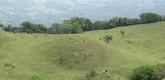 Antes de convertirse en área protegida, la zona era dedicada al cultivo de yautía, pastizal para ganado en los fondos de los mogotes y extracción de madera. Yaniris López