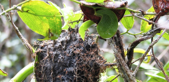 Cuidado con las hormigas! Te las encuentras así en el bosque principal donde crece la Salcedoa mirabaliarum. Yaniris López