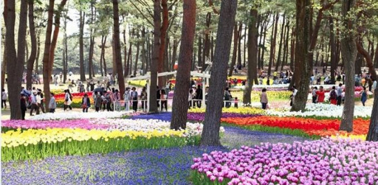 Más flores. Narcisos y tulipanes crecen alrededor del lago y en zonas ubicadas en la entrada del parque, al este de la ciudad de Hitachinaka, en los meses de primavera.