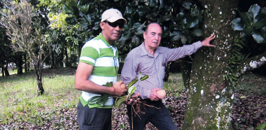 Sostenibilidad. Los expertos se enfocan en la siembra de esta fruta por sus altos beneficios y potencial para la exportación.