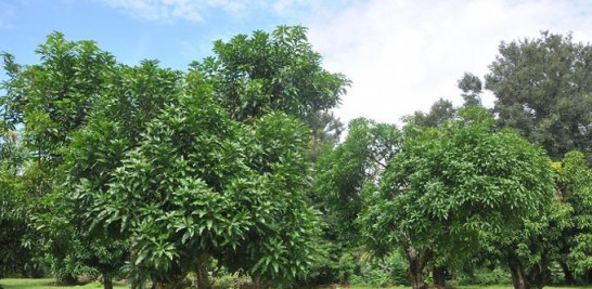 103 árboles de mango donados y plantados allí entre 1966 y 1970