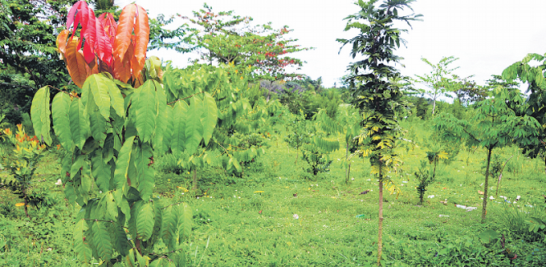La plantación de 90,000 metros de arbolitos a orillas de los ríos Ozama e Isabela.