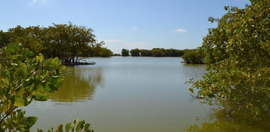 Manglares en el Parque Ecológico de Nigua: siete kilómetros de humedales, aguas dulces y saladas, playas, mangles, lagunas y vegetación ribereña. Yaniris López